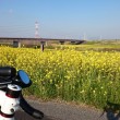 江戸川サイクリングロード　菜の花