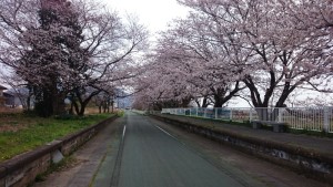りんりんロード　桜