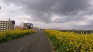 江戸川サイクリングロード　菜の花