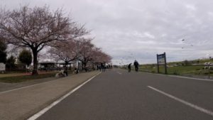 江戸川サイクリングロード　桜