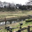 利根運河　桜　ロードバイク